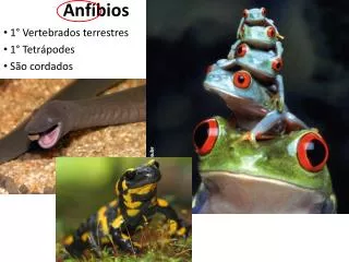 anf bios