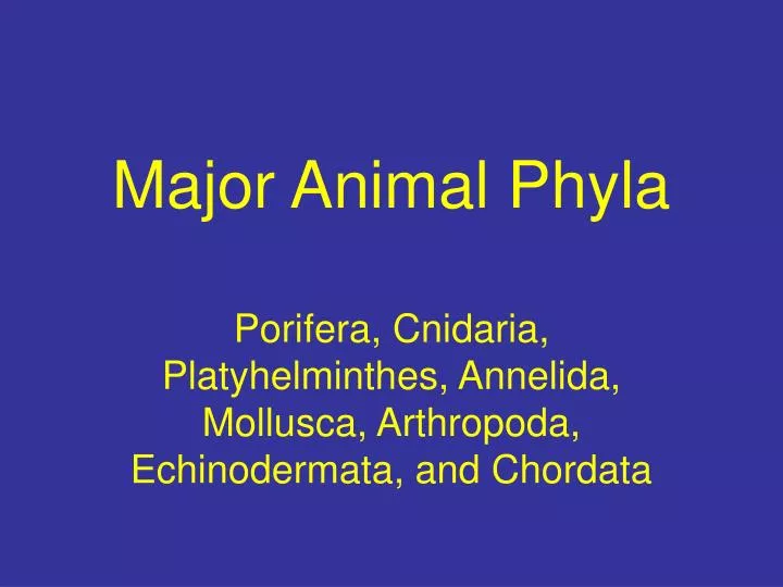 major animal phyla
