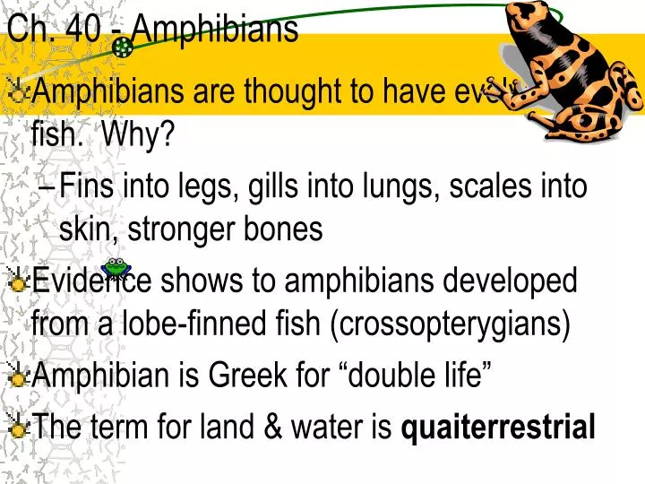 ch 40 amphibians