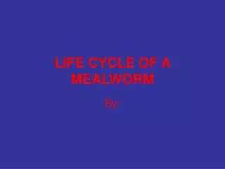 LIFE CYCLE OF A MEALWORM