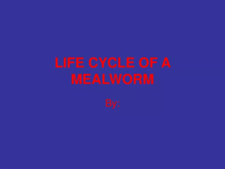 life cycle of a mealworm