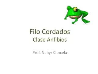 filo cordados clase anfibios