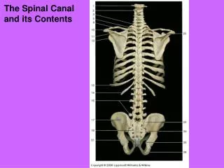 The Spinal Canal and its Contents
