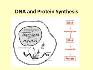 DNA and Protein Synthesis