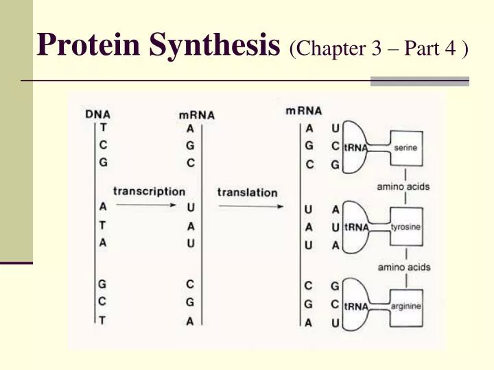 protein synthesis chapter 3 part 4