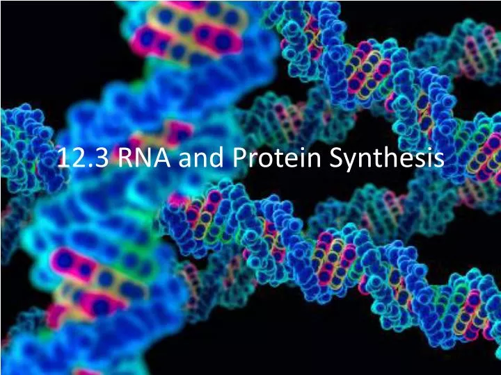 12 3 rna and protein synthesis