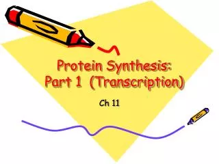 Protein Synthesis: Part 1 (Transcription)