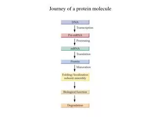 Journey of a protein molecule