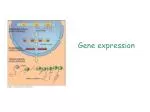 Gene expression - slide 1