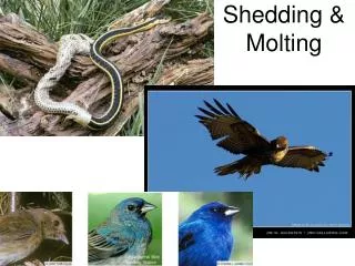 Shedding &amp; Molting