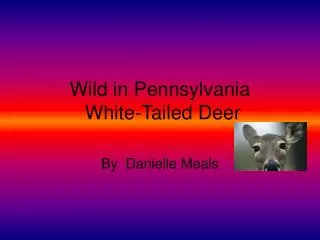 Wild in Pennsylvania White-Tailed Deer