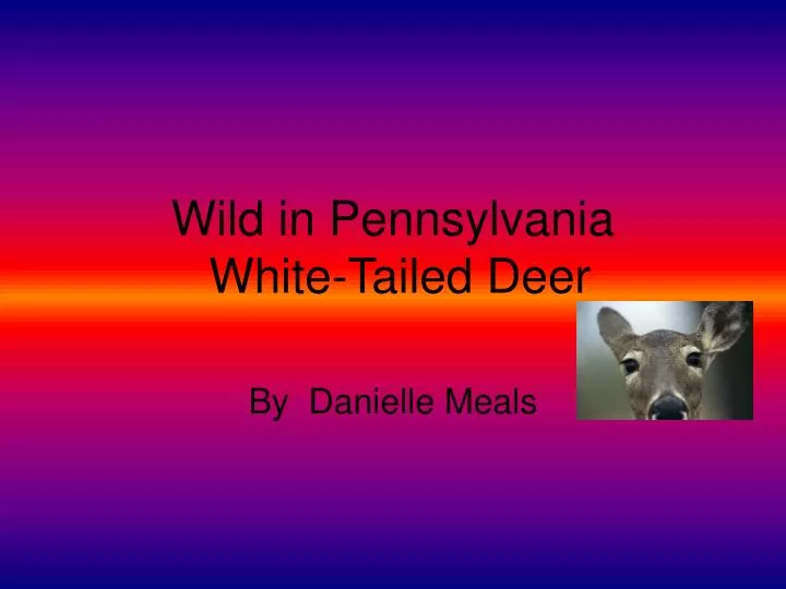 wild in pennsylvania white tailed deer