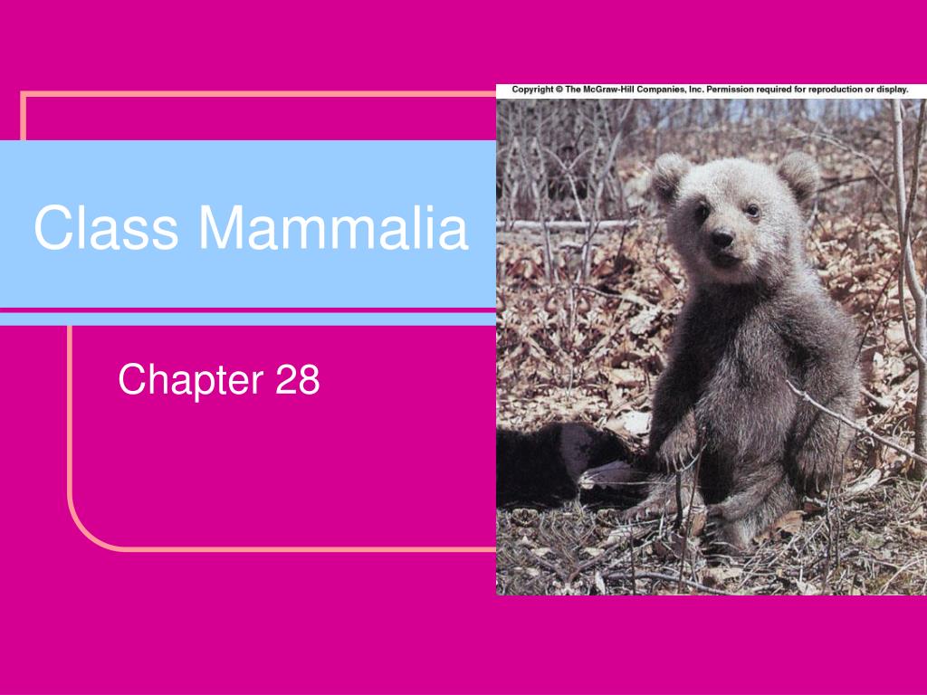 PPT - Class Mammalia PowerPoint Presentation, free download - ID:5474751