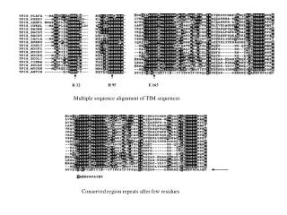 Multiple sequence alignment of TIM sequences
