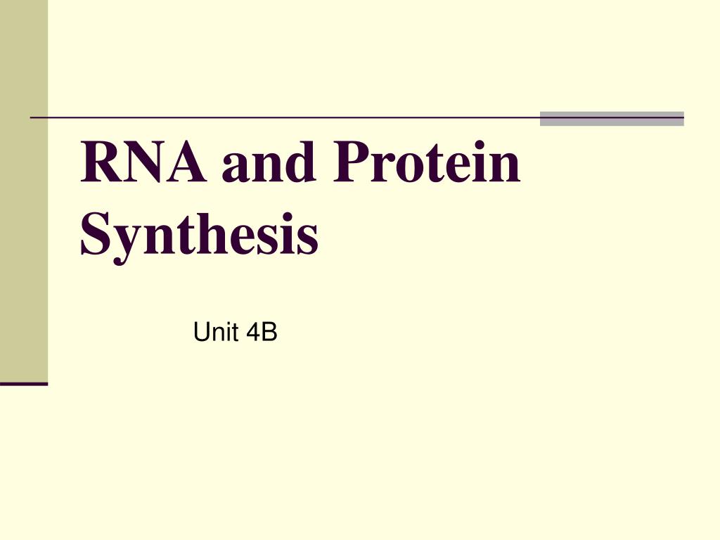 PPT - RNA and Protein Synthesis PowerPoint Presentation, free download ...