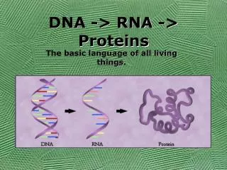 dna rna proteins
