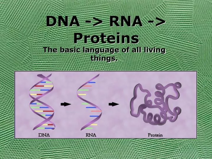 dna rna proteins
