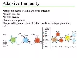 Adaptive Immunity