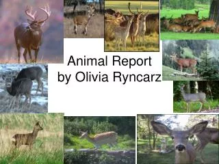Animal Report by Olivia Ryncarz