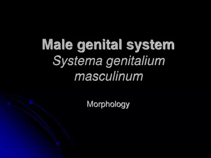 male genital system systema genitalium masculinum morphology