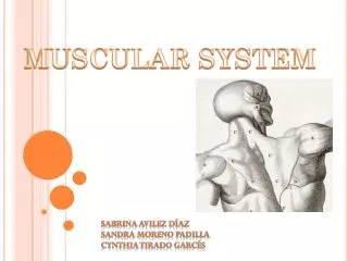 MUSCULAR SYSTEM