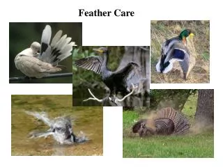 Feather Care