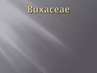 buxaceae