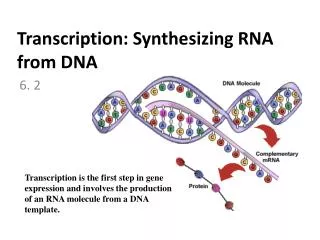 Transcription: Synthesizing RNA from DNA