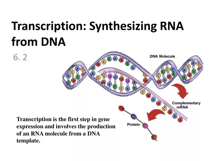 transcription synthesizing rna from dna