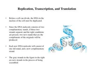 replication transcription and translation