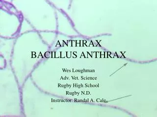 ANTHRAX BACILLUS ANTHRAX