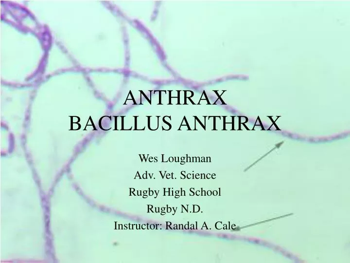 anthrax bacillus anthrax