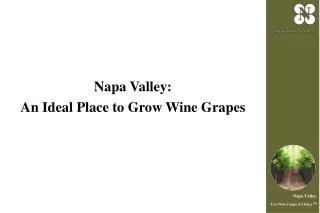 Napa Valley: An Ideal Place to Grow Wine Grapes