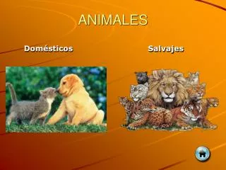 animales