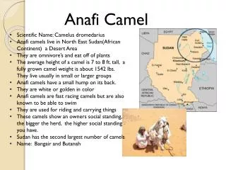 Anafi Camel