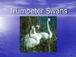Trumpeter Swans - slide 1