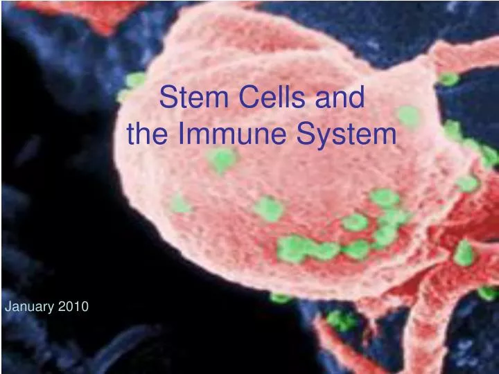 stem cells and the immune system