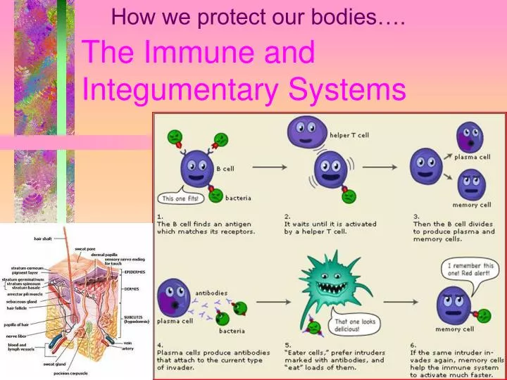 the immune and integumentary systems
