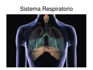 sistema respiratorio