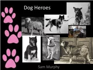 Dog Heroes