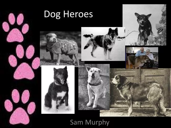 dog heroes