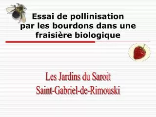 essai de pollinisation par les bourdons dans une fraisi re biologique
