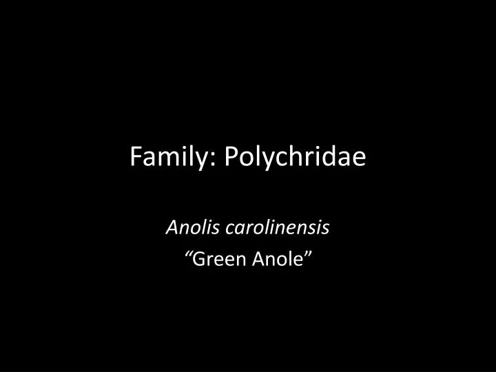 family polychridae