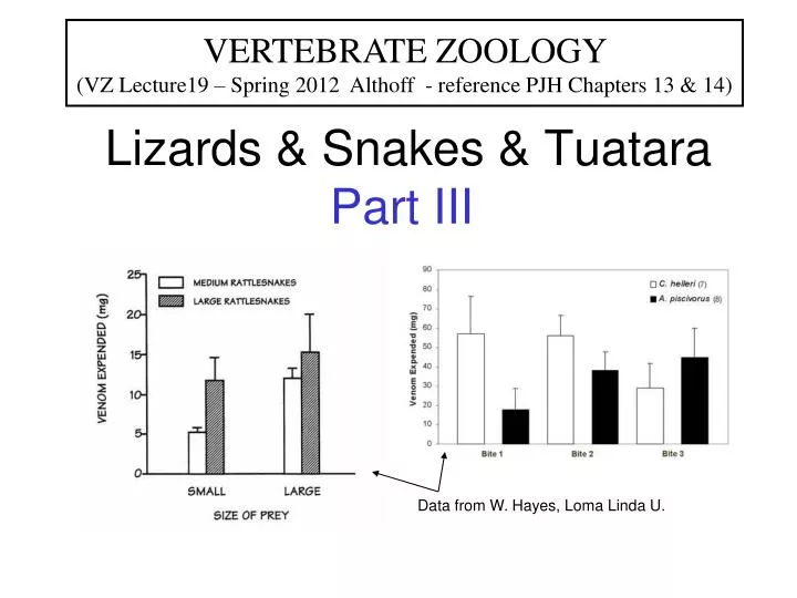 lizards snakes tuatara part iii