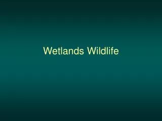 Wetlands Wildlife