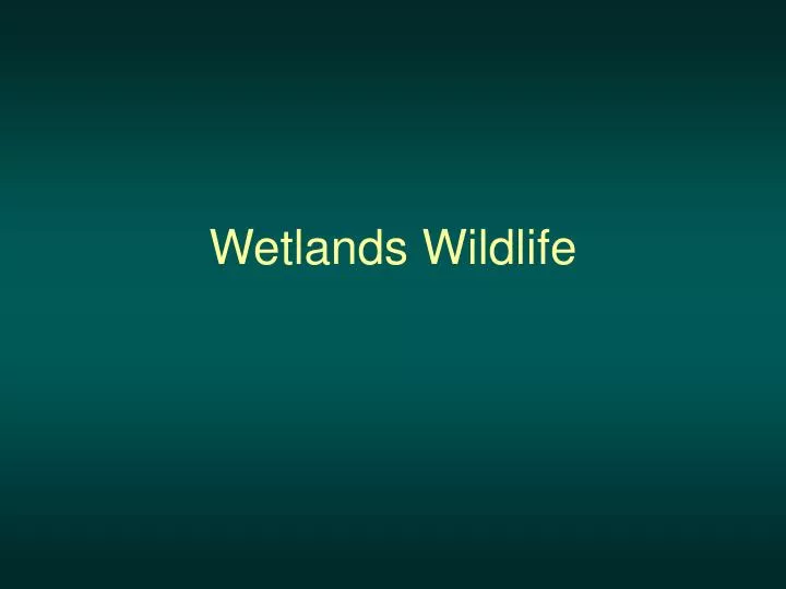 wetlands wildlife