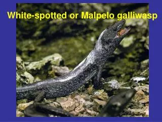 White-spotted or Malpelo galliwasp