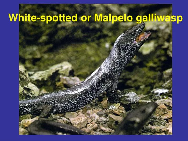 white spotted or malpelo galliwasp