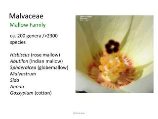 Malvaceae