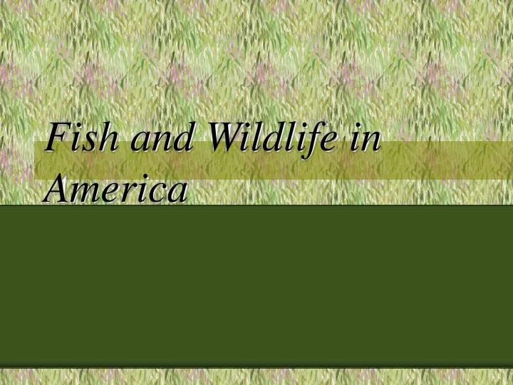 fish and wildlife in america